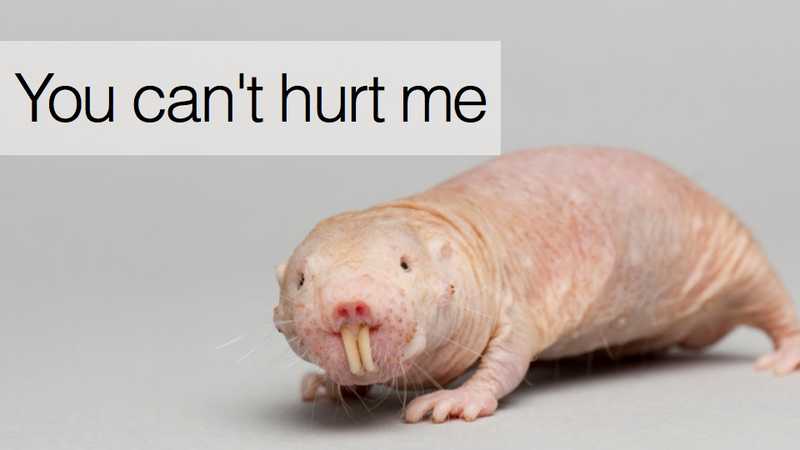 Illustration for article titled 10 Reasons Naked Mole Rats Will Inherit the Earth